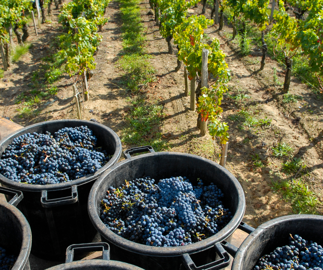 bordeaux grapes
