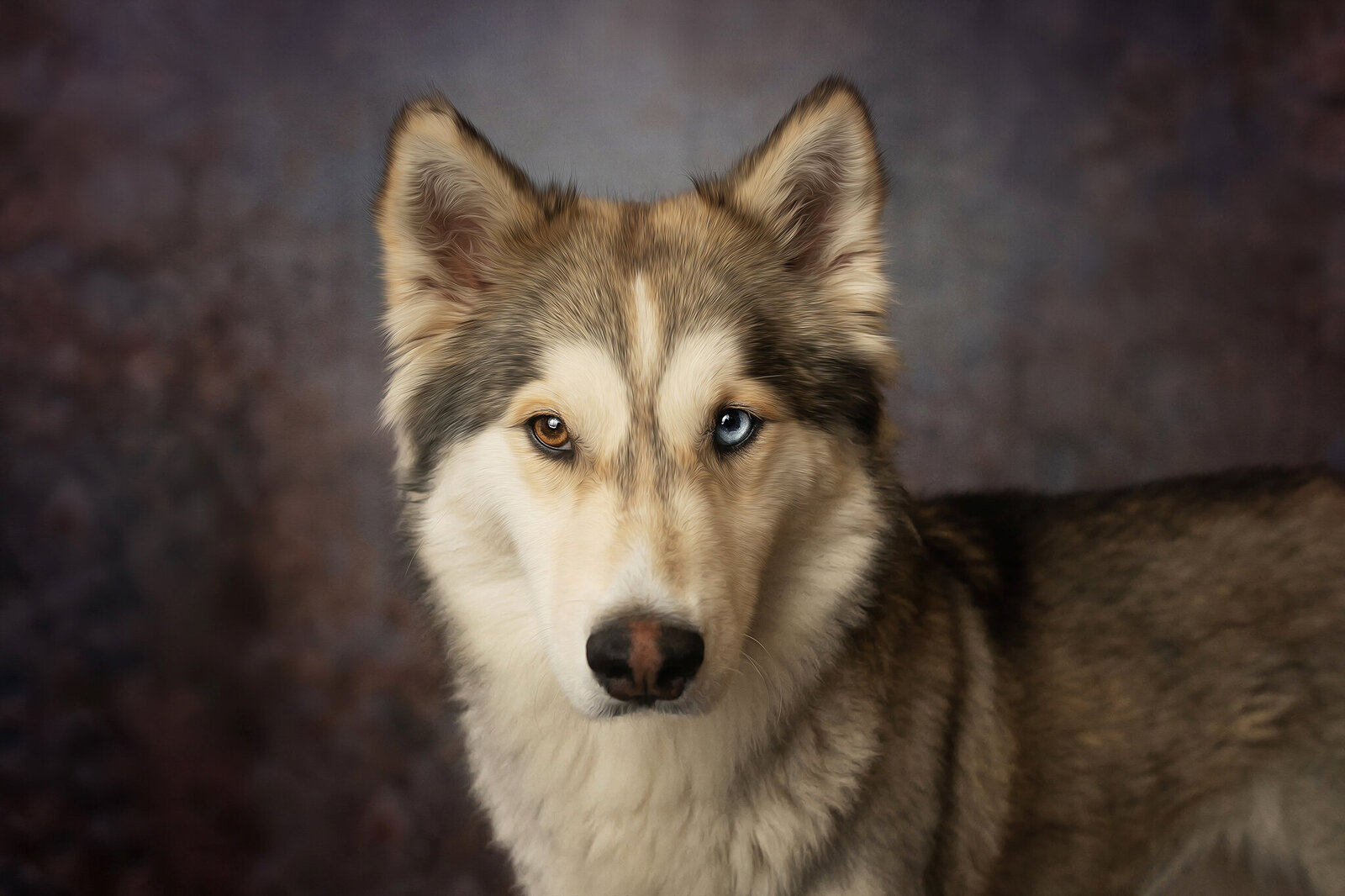 New Orleans Pet Photographer 6