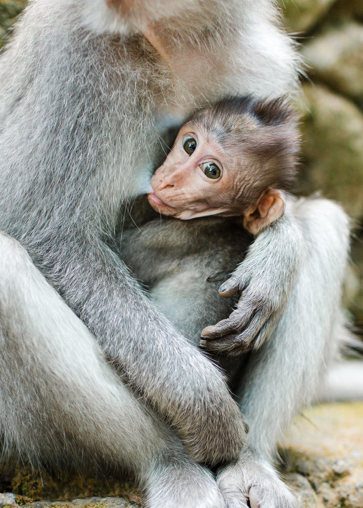 ubud-monkey-forest-travel-photography-cameron-zegers