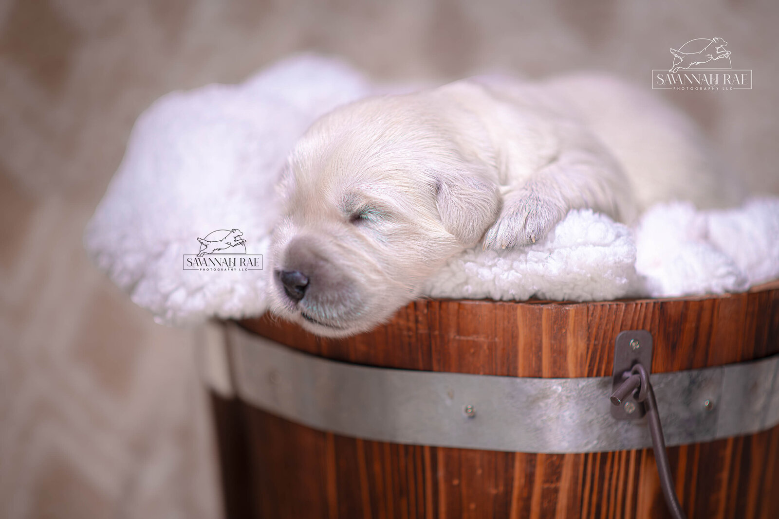 Puppy 2 week-4 copy