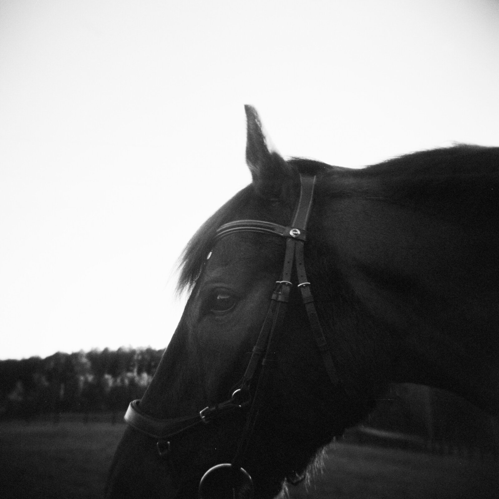 nc-horse-photographer-daniellejamesstudios
