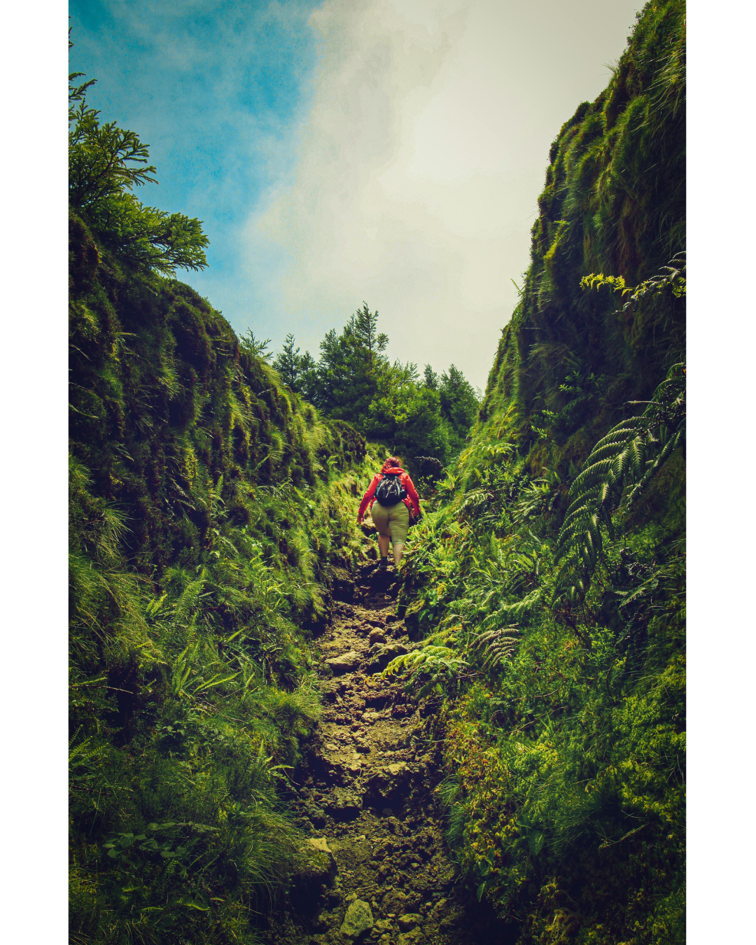 Woman hiking  in a dense forrest