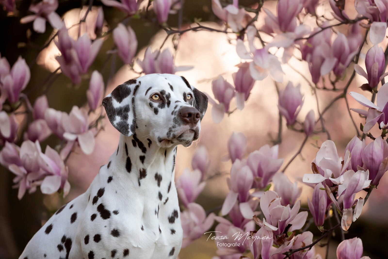 Dalmatiër bij de magnolia