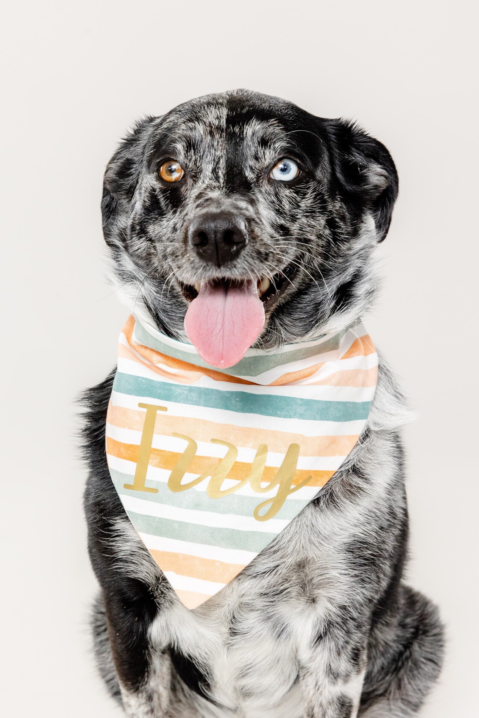 The Beloved Pup Photo Studio - Birmingham, Alabama Commercial Dog Photographer 22