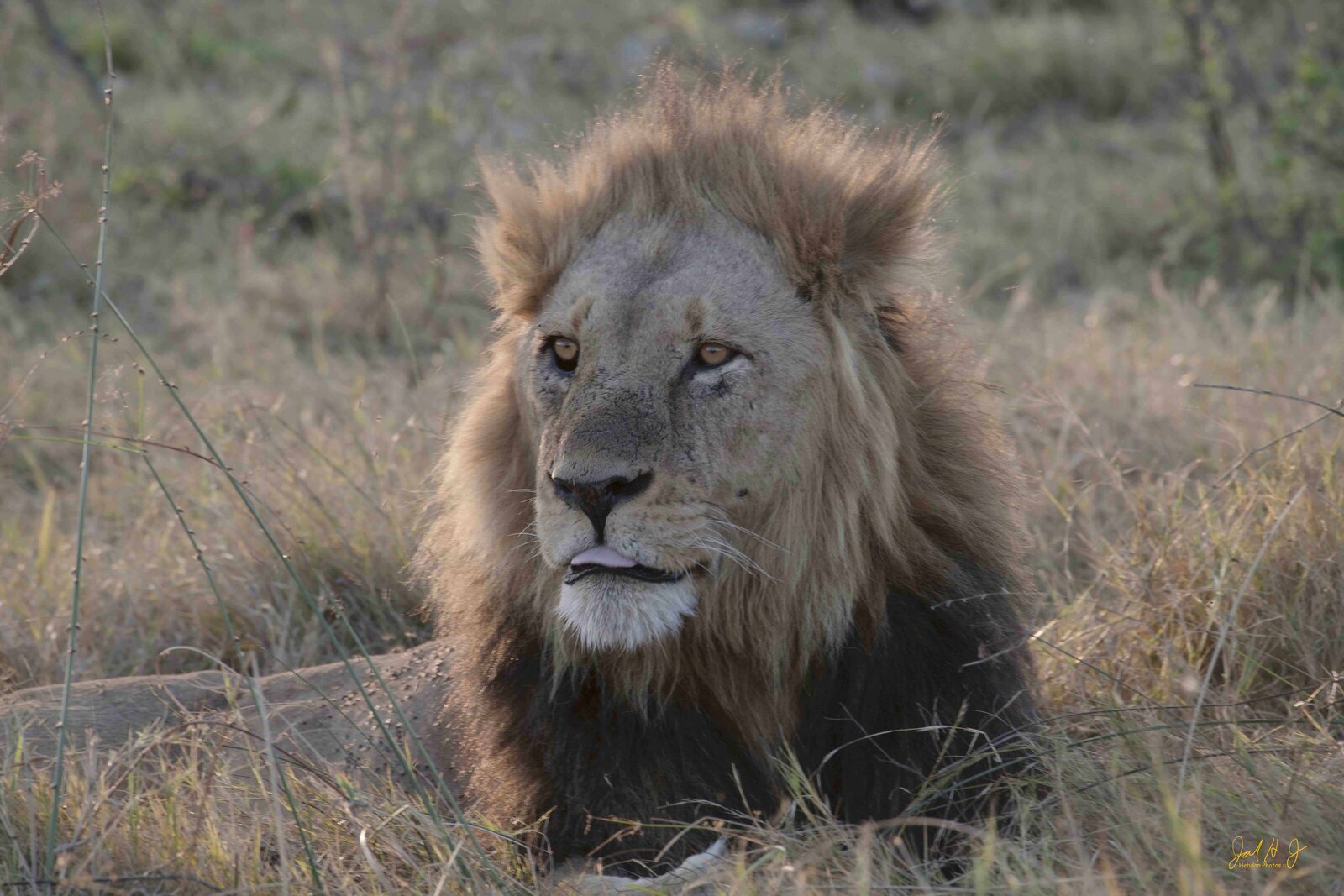 2022 Lions (6)