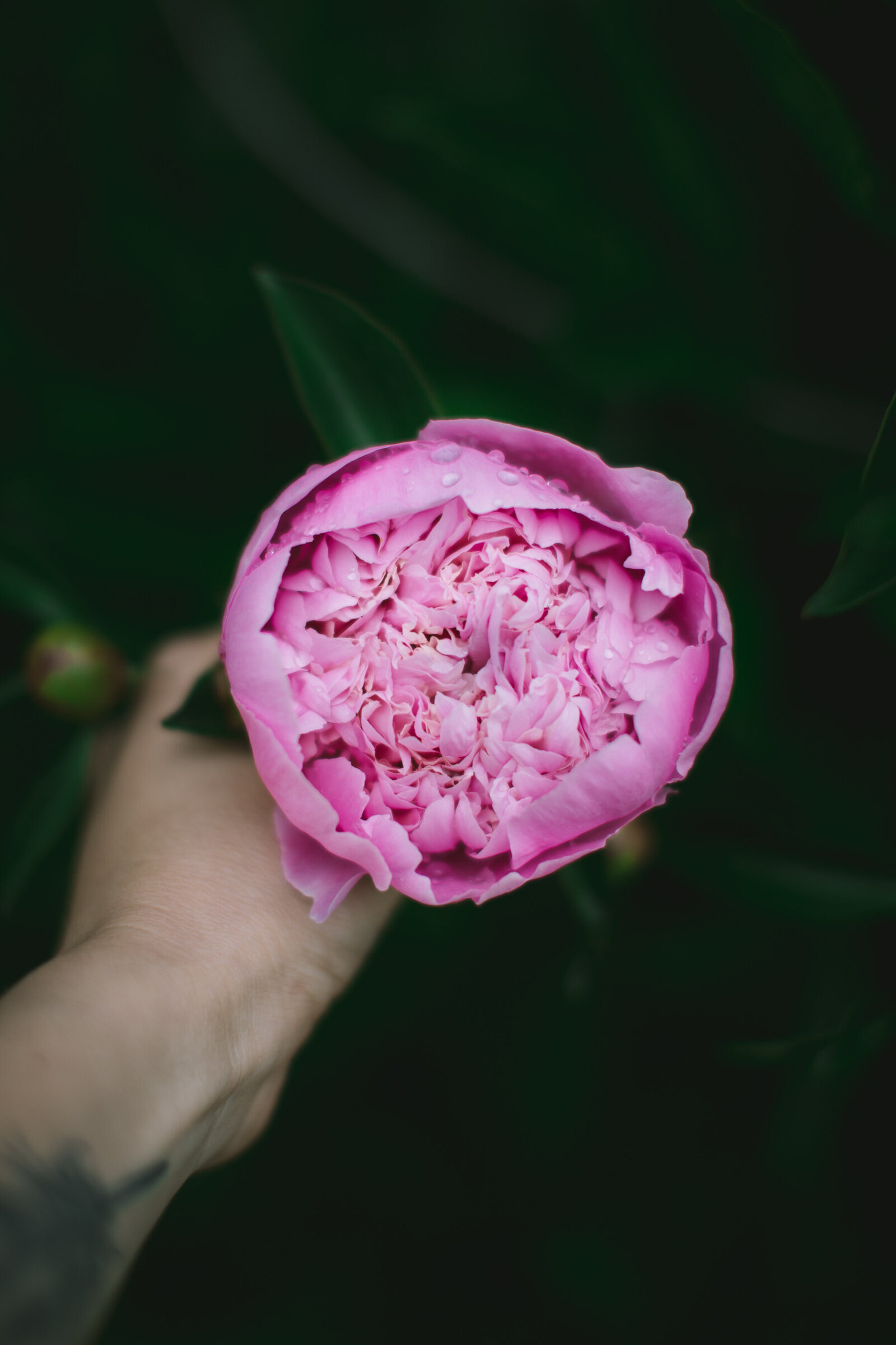Peony