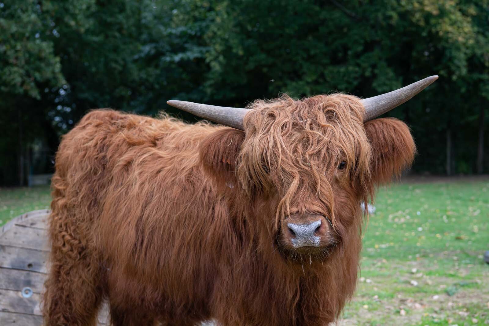 Dasivet Dierenartsen: dierenarts Laakdal voor herkauwers