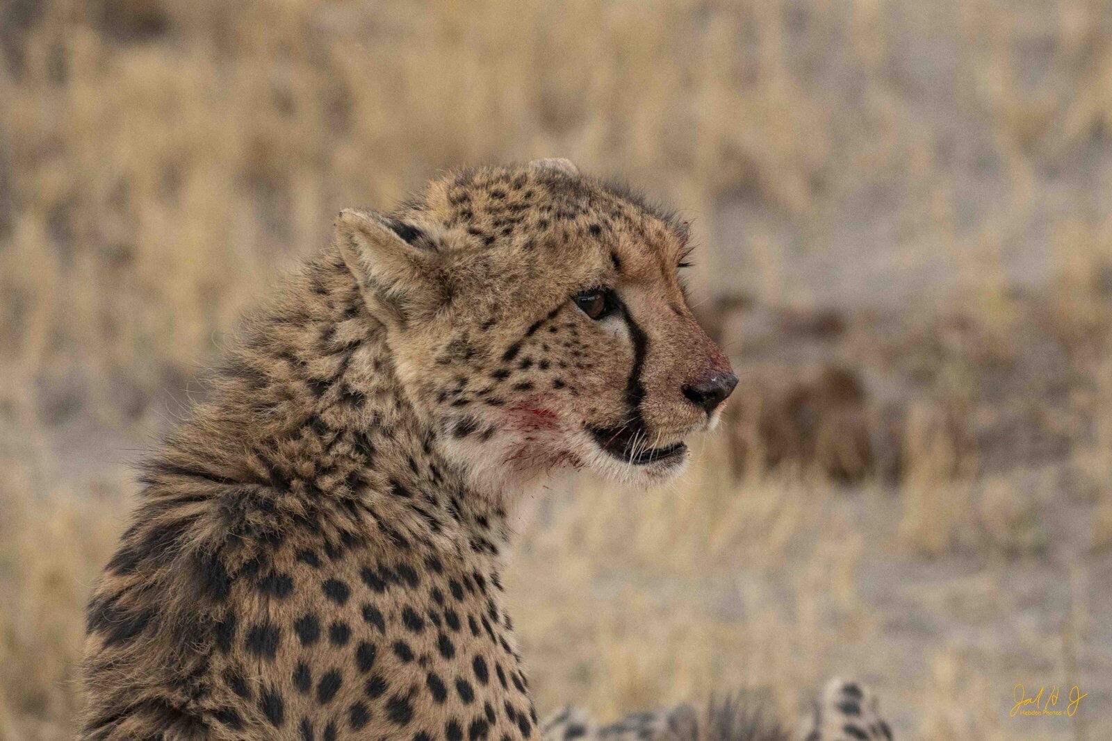 2019 Cheeta (1)