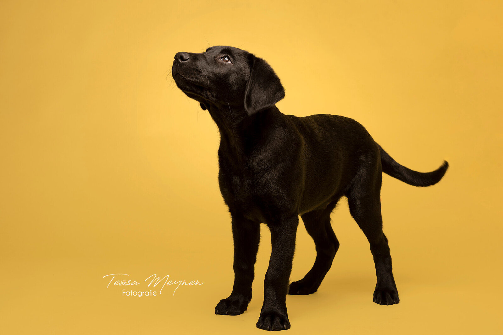 Zwarte labradorpuppy op een gele achtergrond