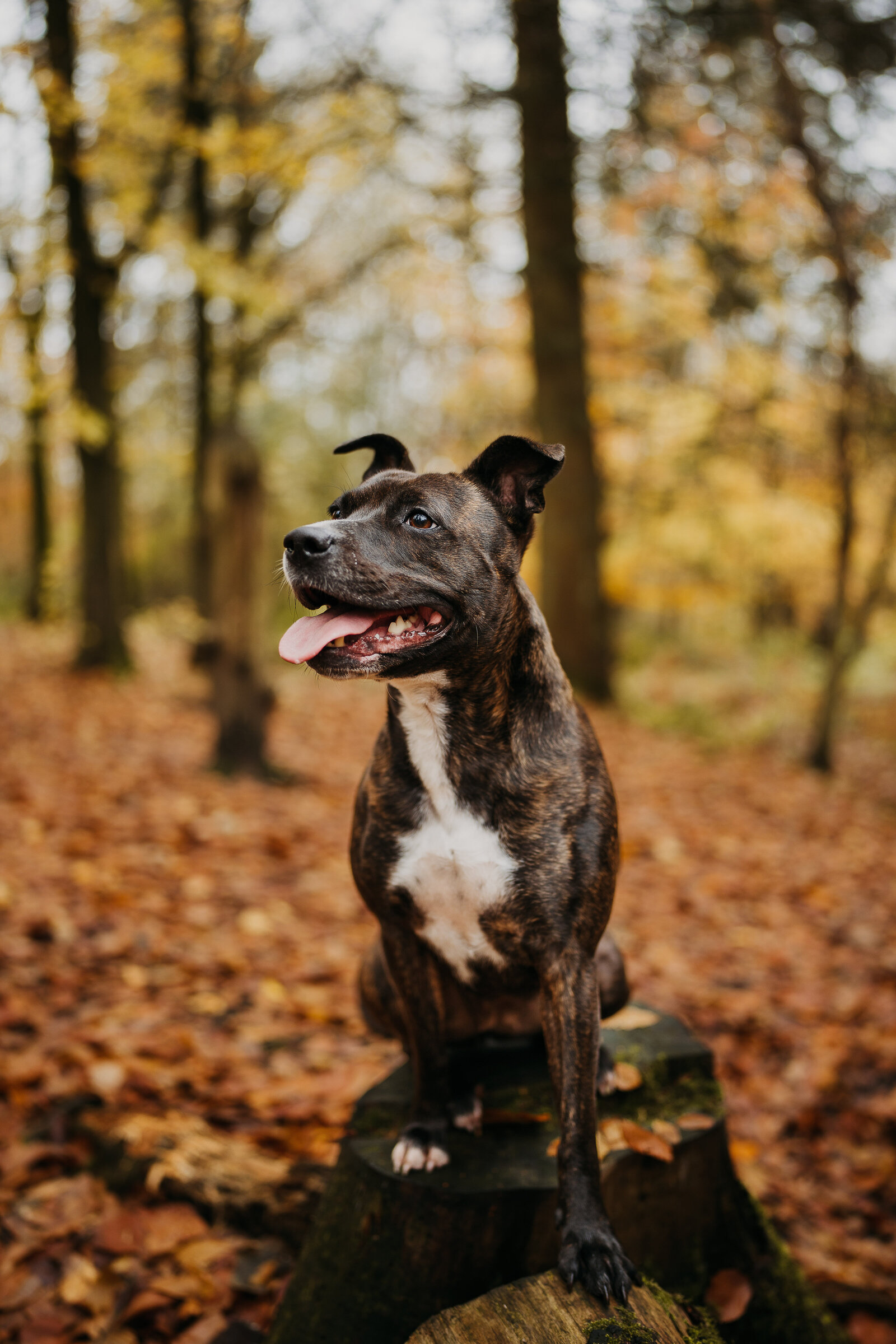 dog photography derbyshire