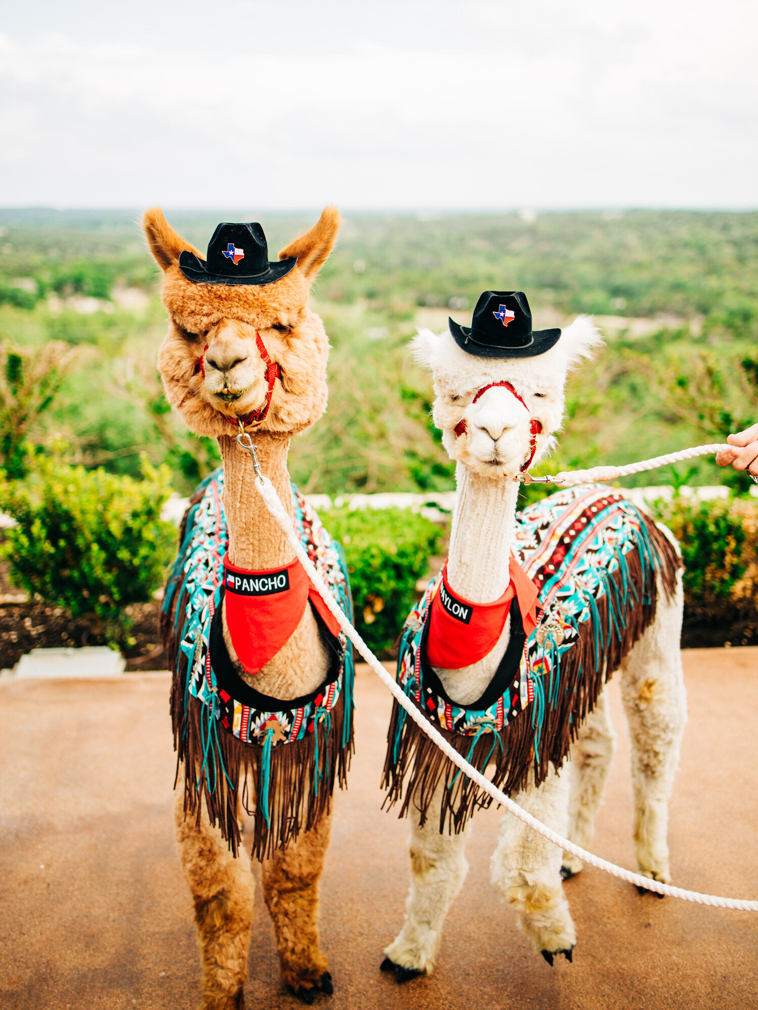 An image of a brown/tan alpaca and a white alpaca with the Texas hill country behind them, as seen at Canyonwood Ridge. The alpacas are attending a wedding as entertainment, and are wearing cowboy hats and colorful blankets.