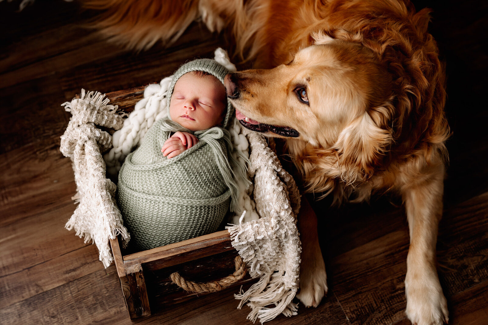 Golden retriever lies next to baby boy swaddled  in a sage green knit wrap, posed inside a rustic wooden crate