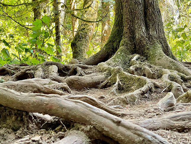 Ground Level Tree Roots