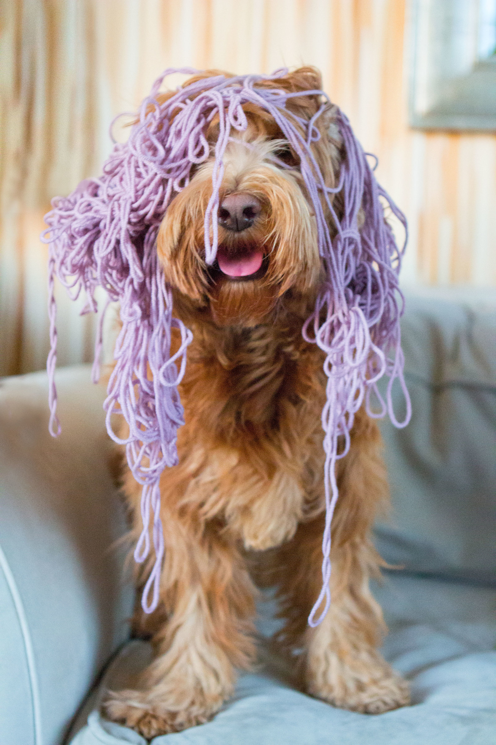 dolly-purple-yarn