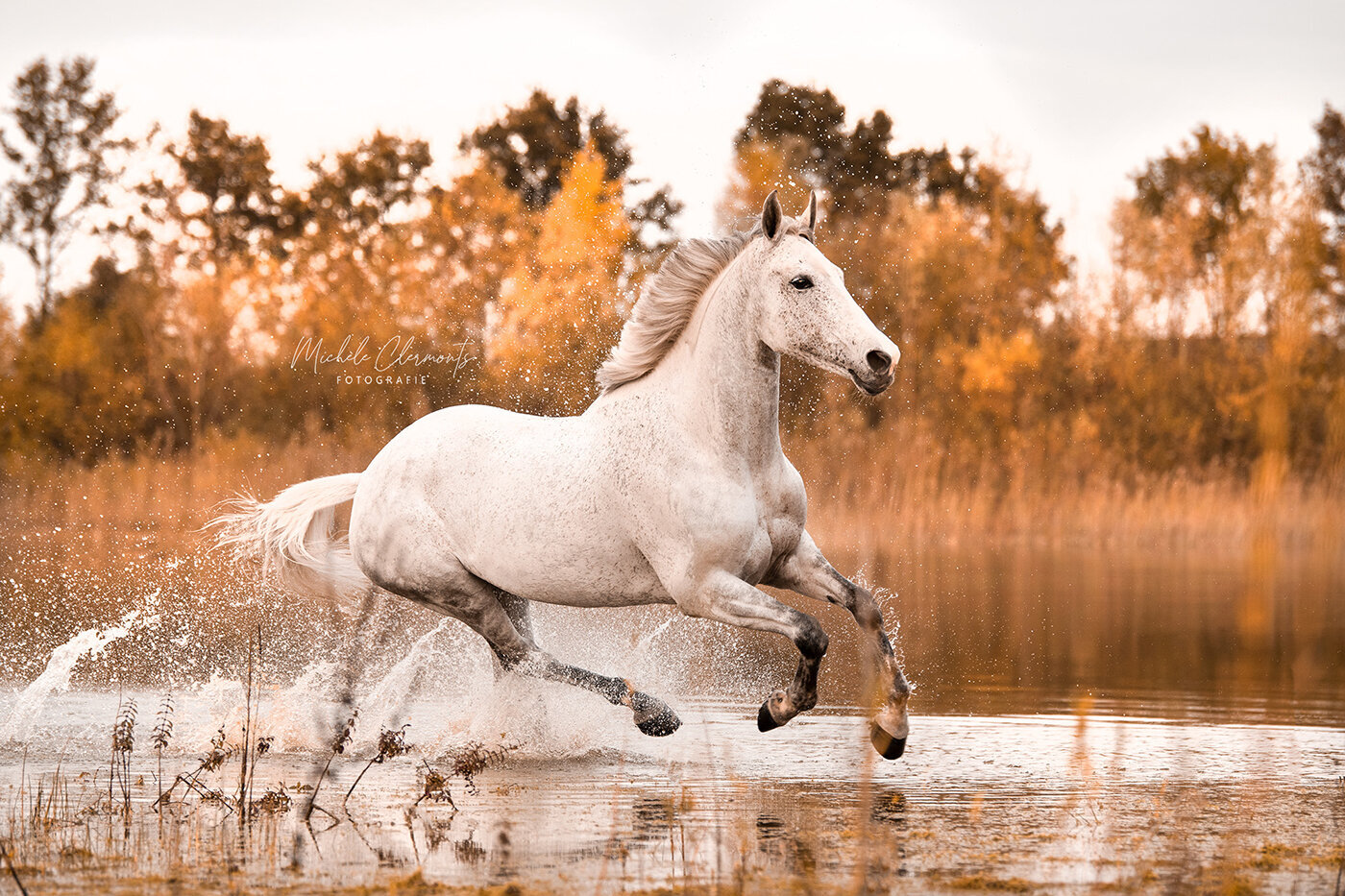 DSC_8893-paardenfotografie-michèle clermonts fotografie-low