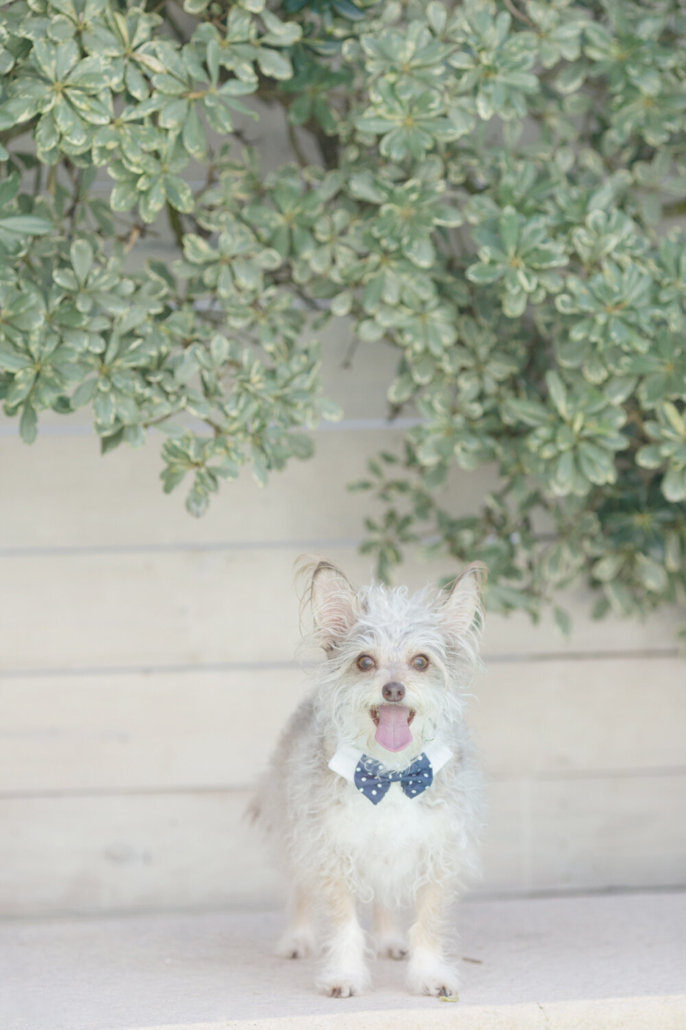 Little-dog-hilarious-bowtie-Jax-Beach-Peaches-&-Teddy-Pet-Photography.jpg.