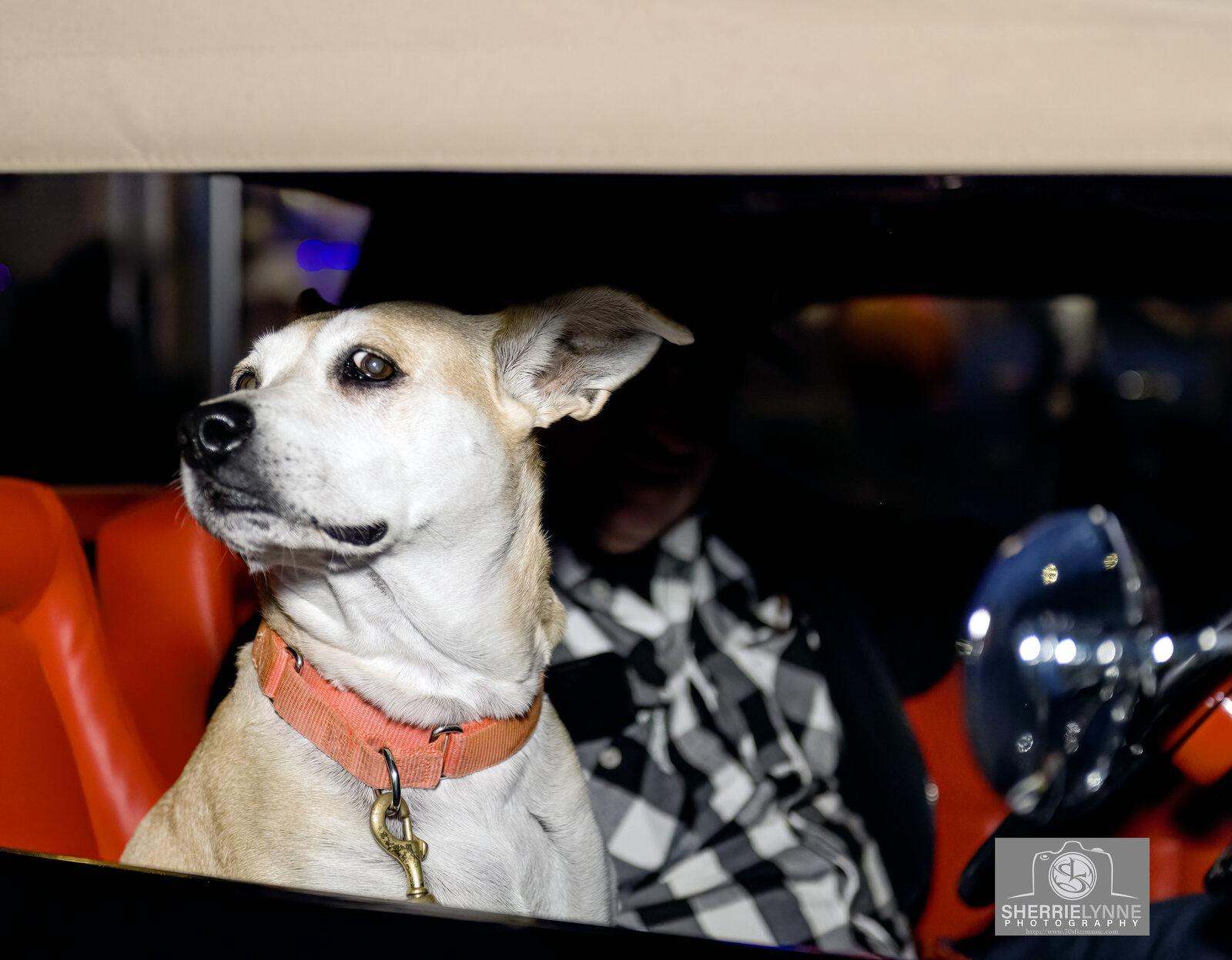 DSC_2738-Doggie copy