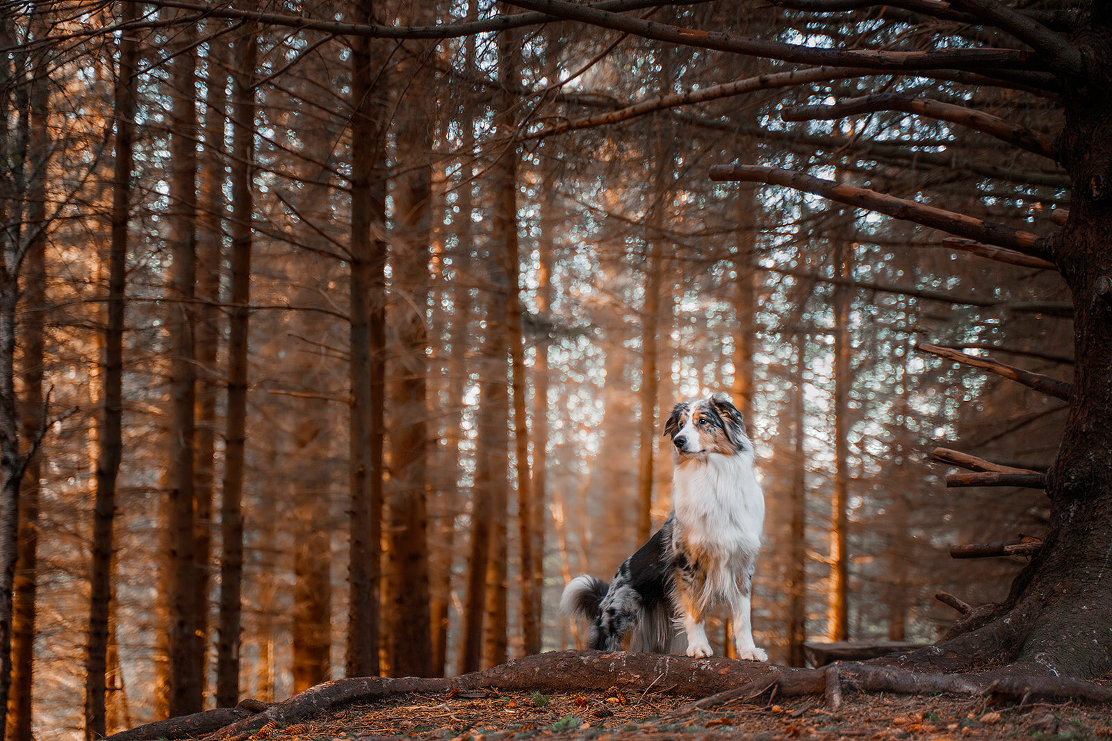 Fotograf Sandra Tortenvik-februar 26_ 2025-_DSC3700-Forbedret-NR-Rediger