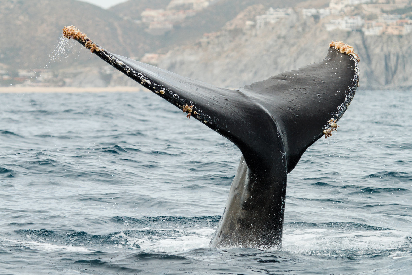 cameron-zegers-editorial-photographer-cabo-san-lucas-humpback-whale