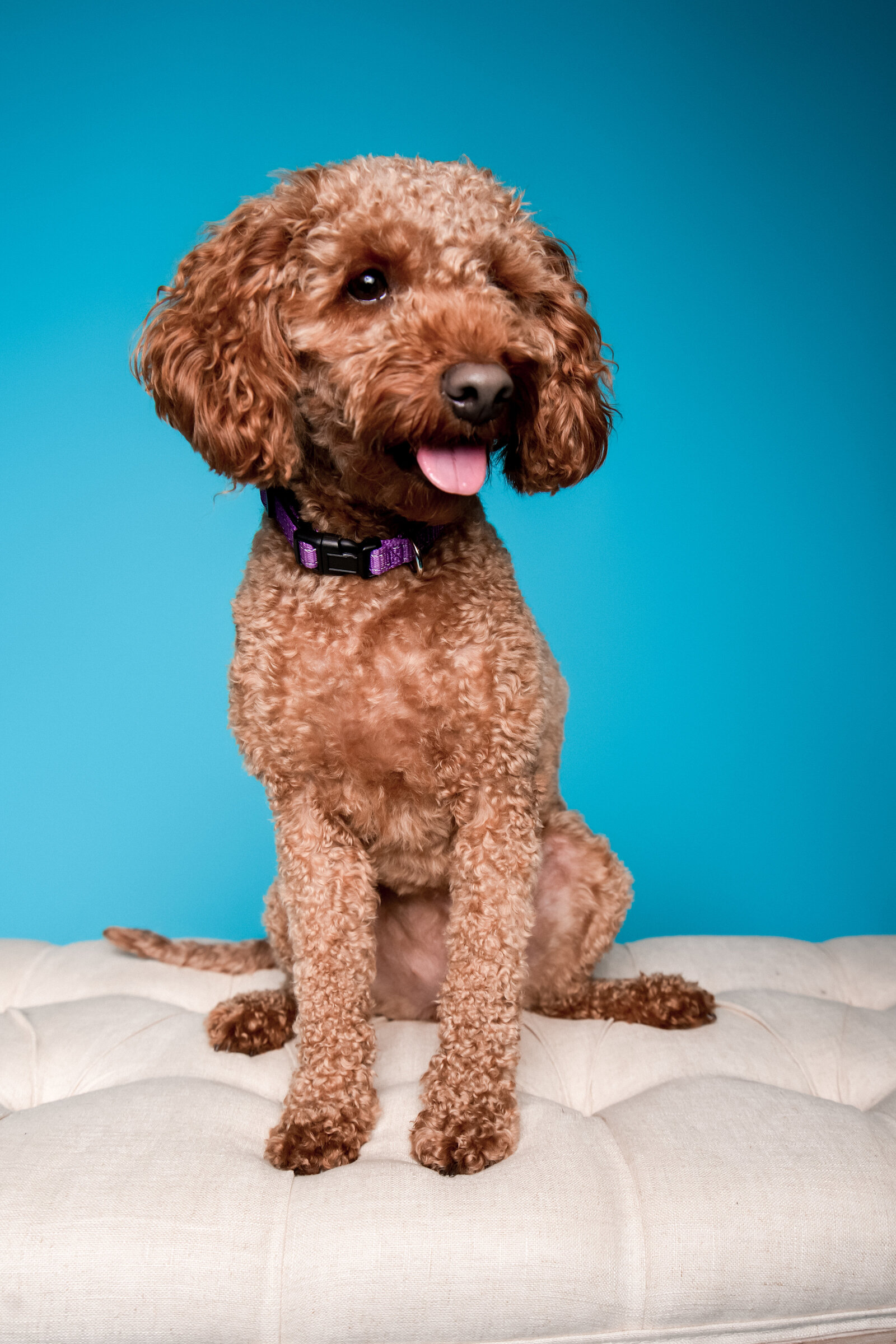 Doggy Casting Call-(29 of 104)