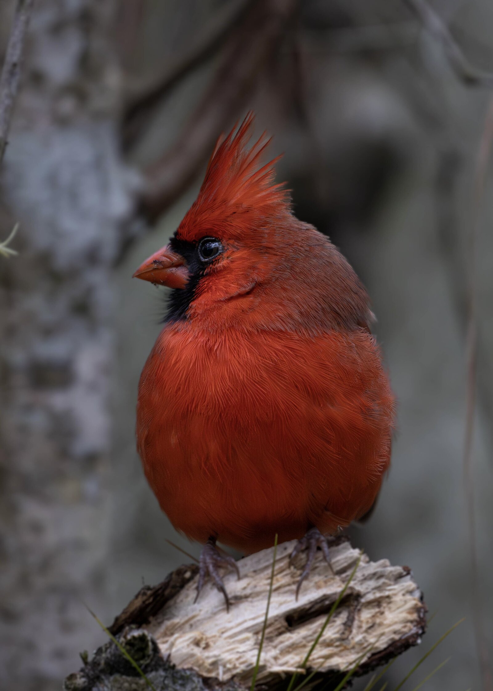 Northern Cardinal_Beastbird Media