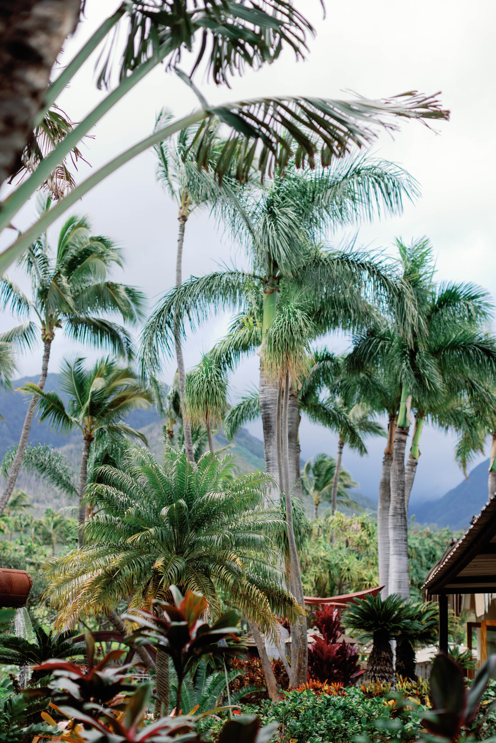 Maui-Wedding-Tropical-Plantation-Sarah-Block-Photography-775