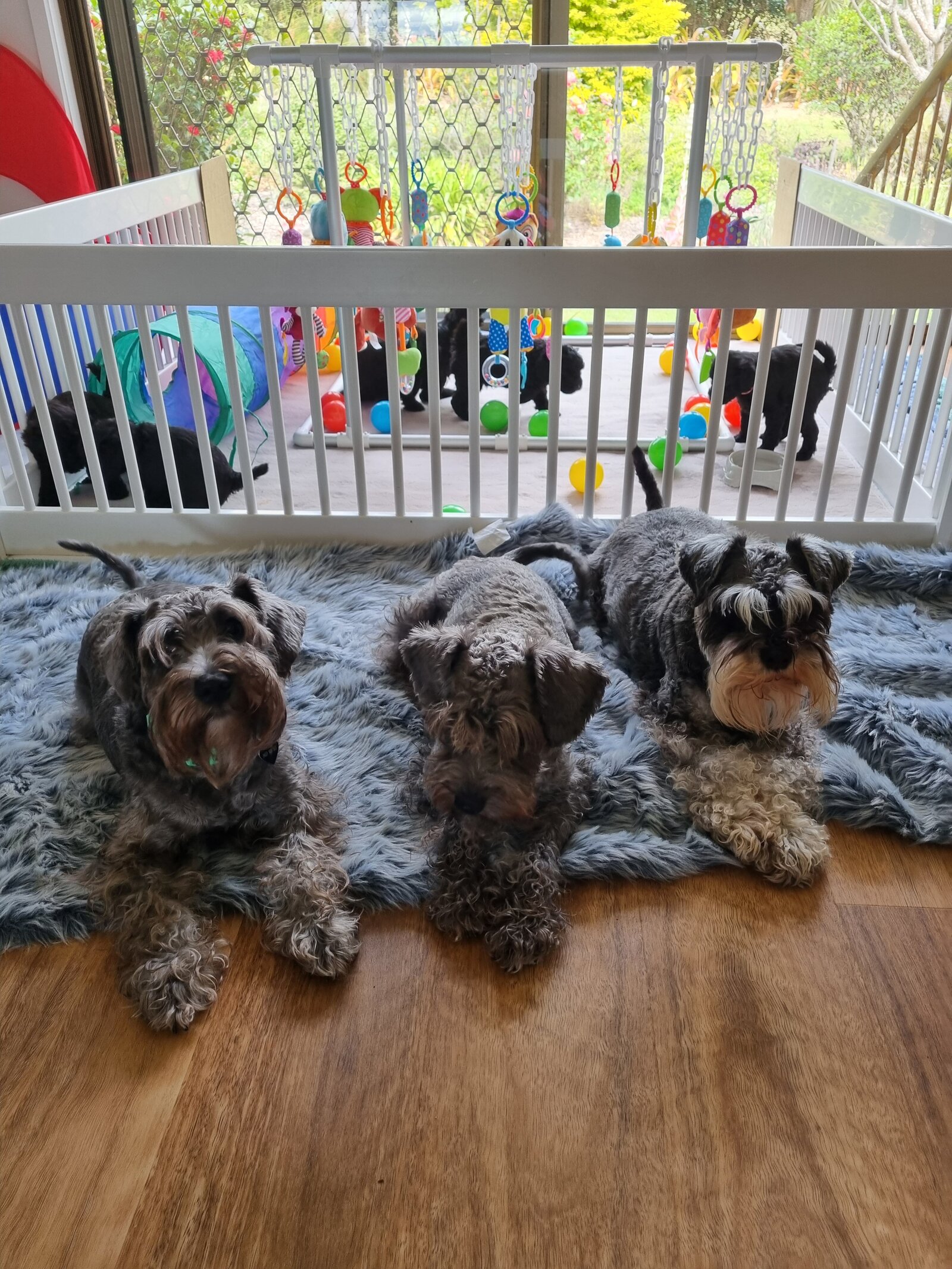 farmstay-dogs-schnoodle-breeders-schnoodle-puppies-nsw26