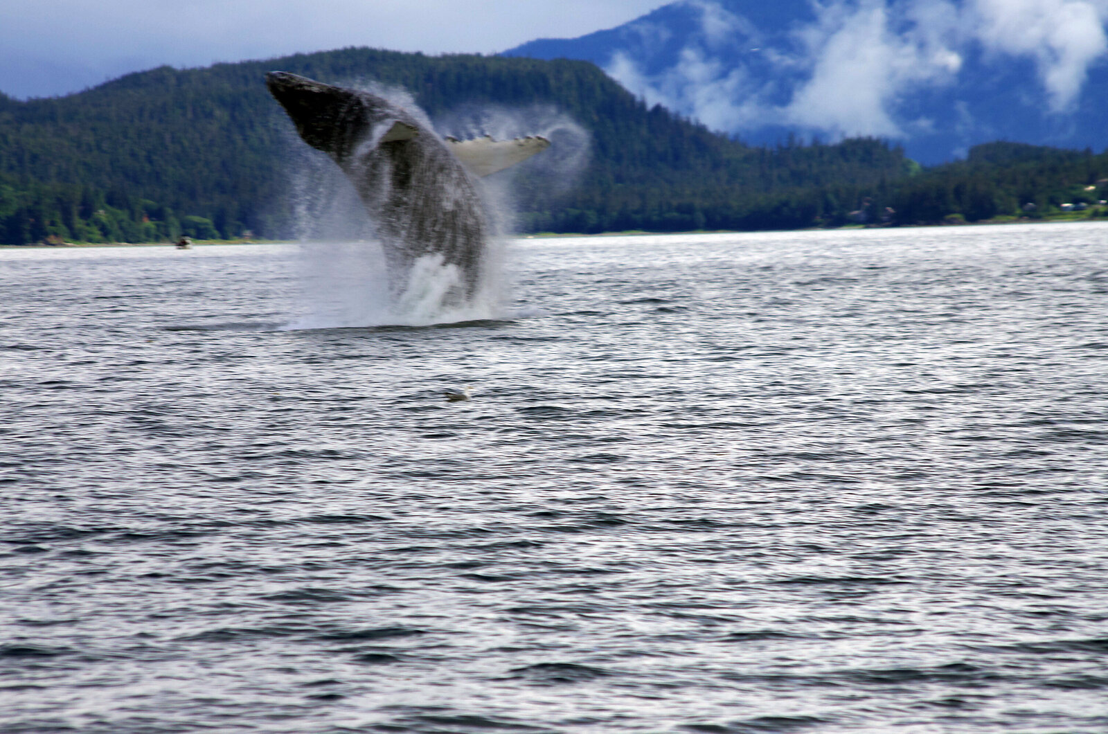 Photos  Reinhard Pantke  Juneau  243.jpg