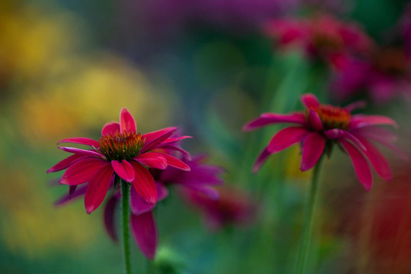 liz allen photography flowers-96