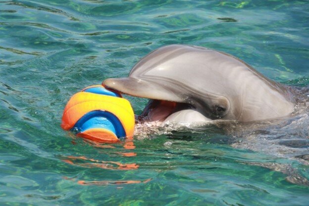 Dophin