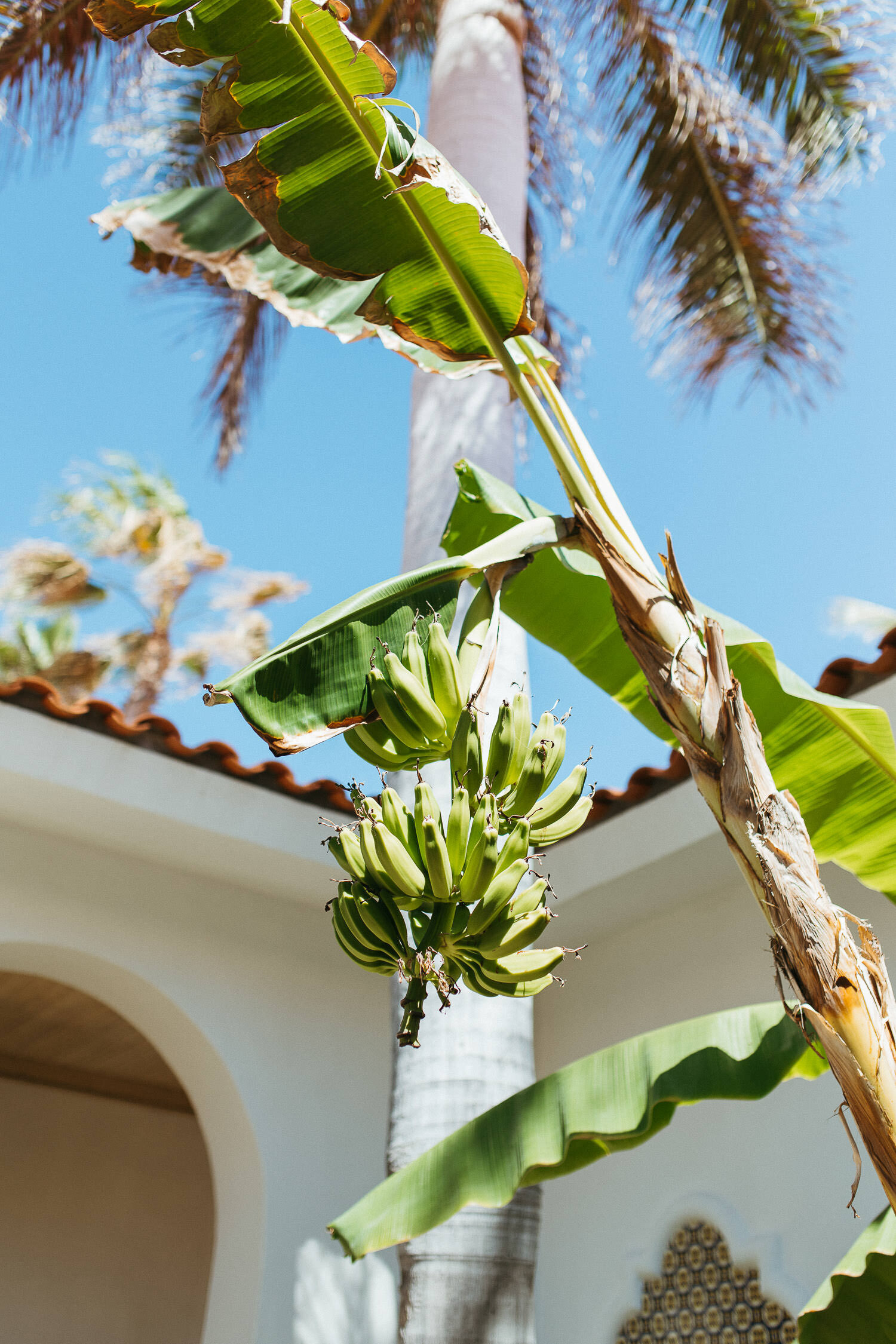 EAP-Cabo-San-Lucas-Mexico-Destination-Wedding-1