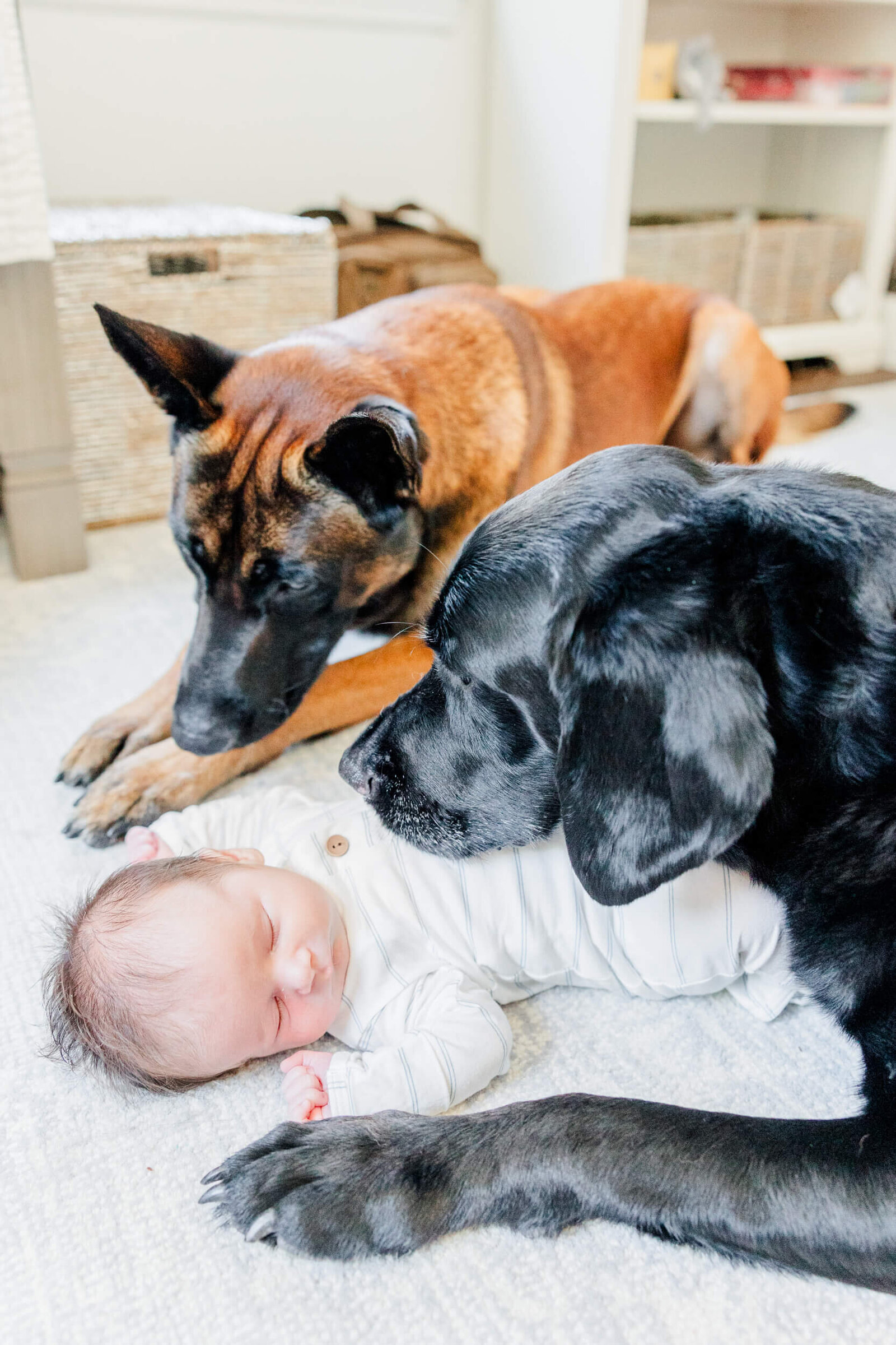 Two dogs sniff newborn baby