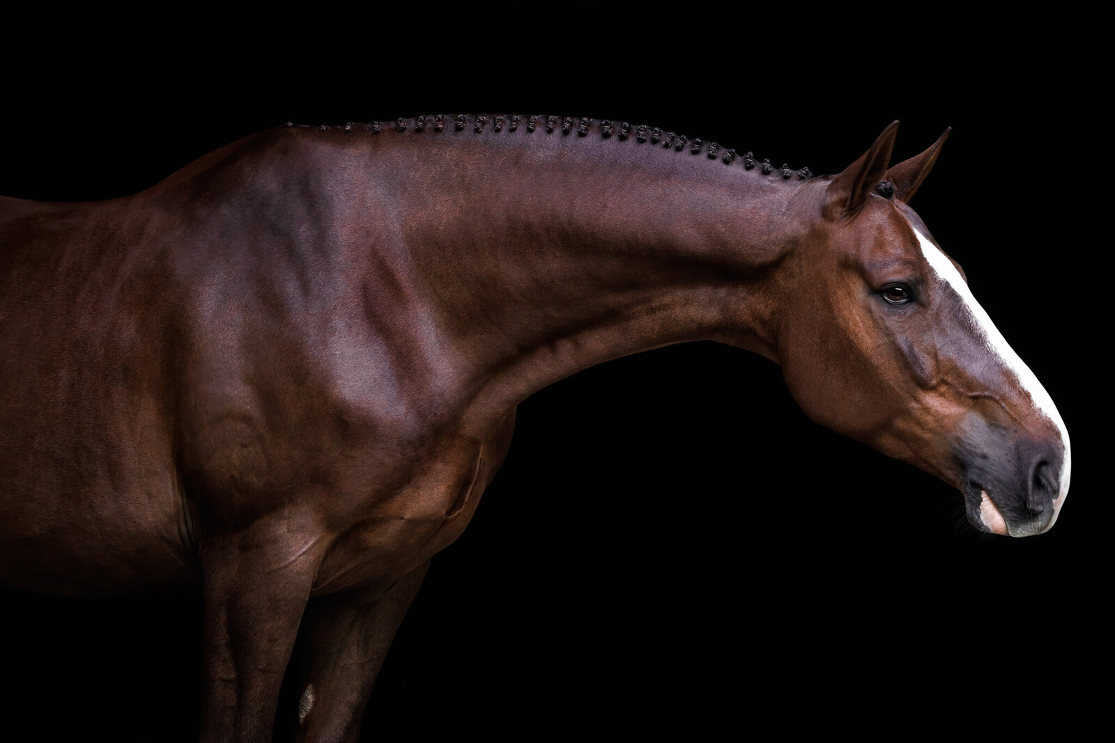 warmblood-braided-horse-black-background