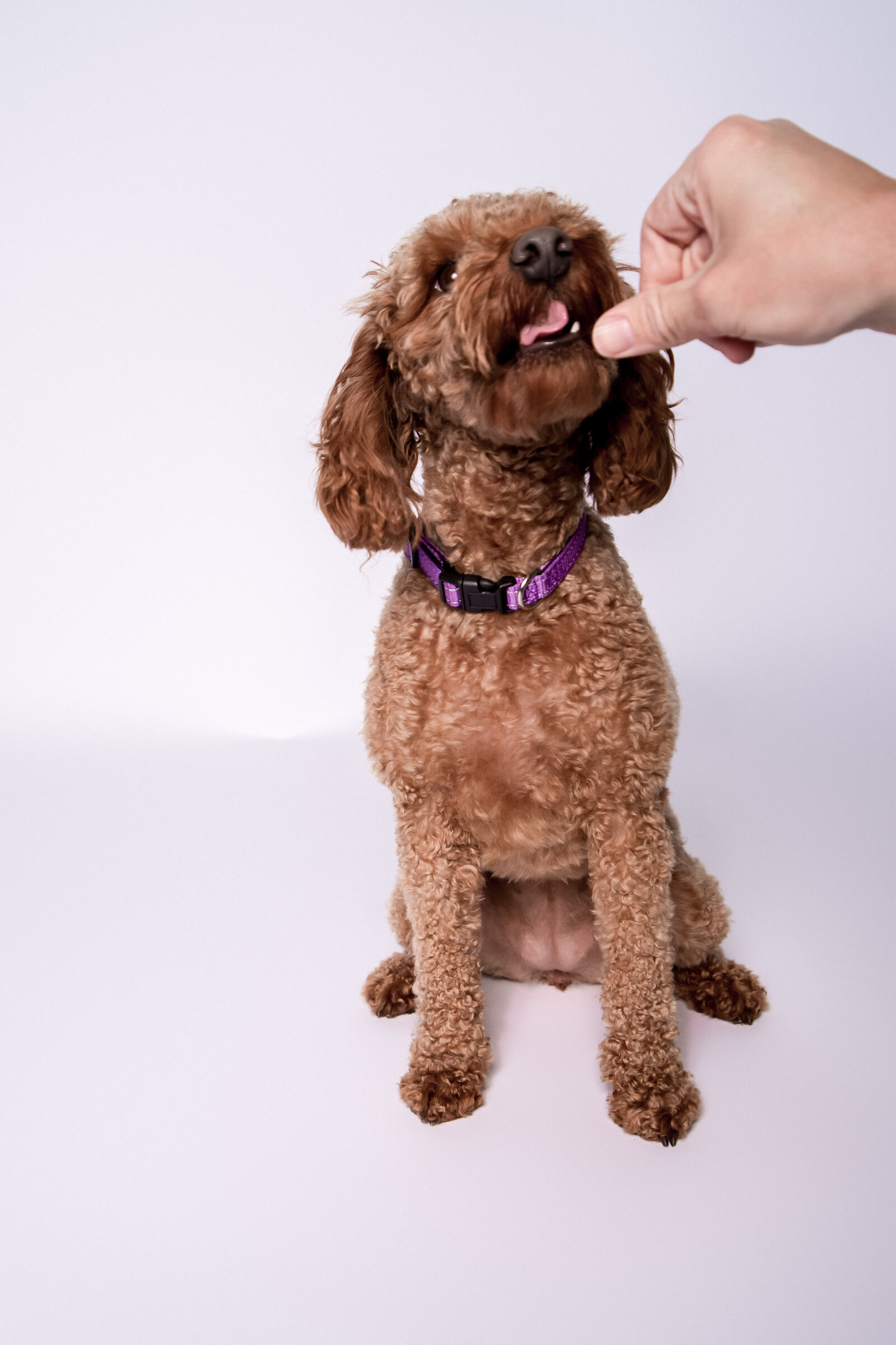 Doggy Casting Call-(17 of 104)