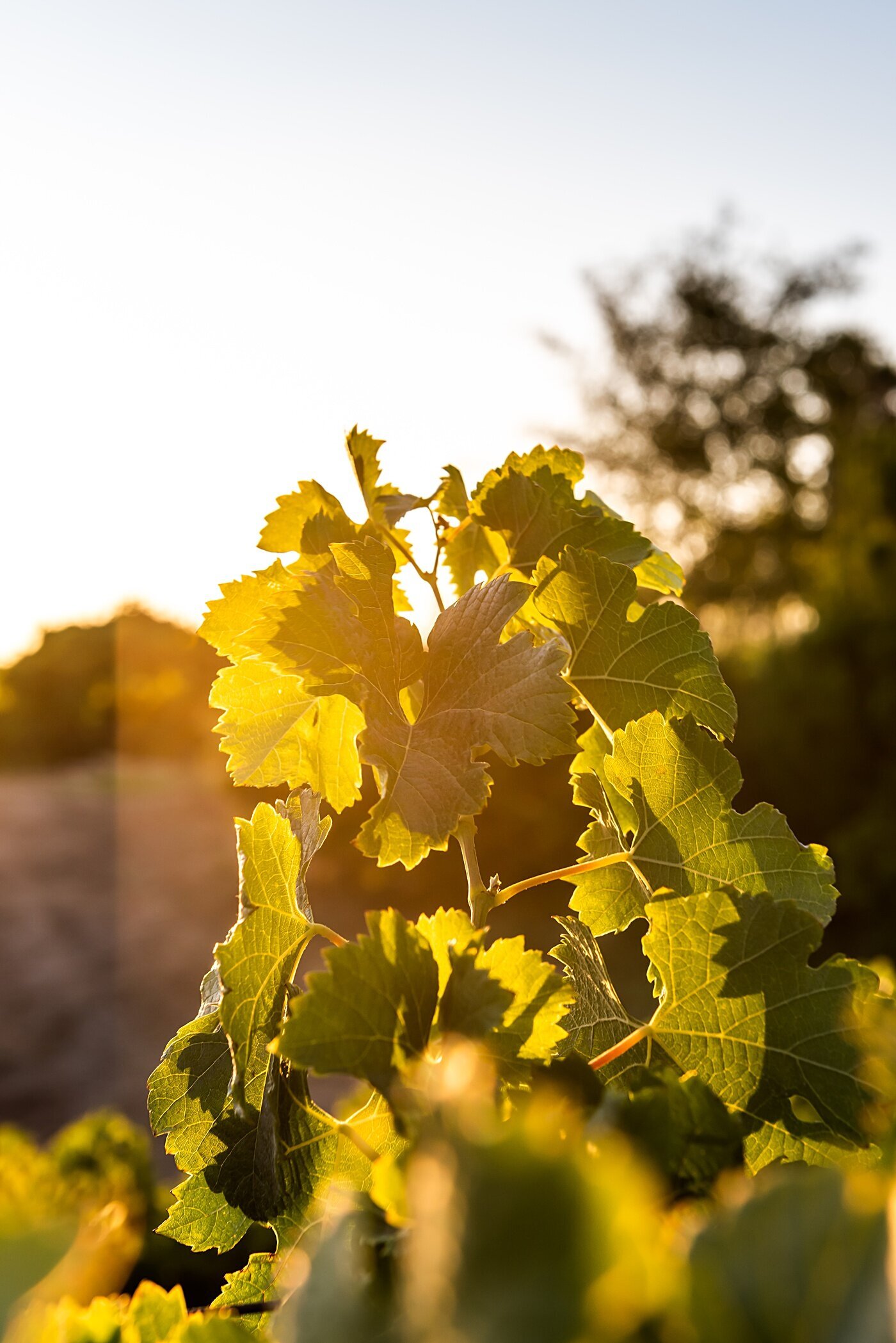 Cort-Mace-Photography-Business-Branding-Matin-Du-Bois-Vinters-_0060