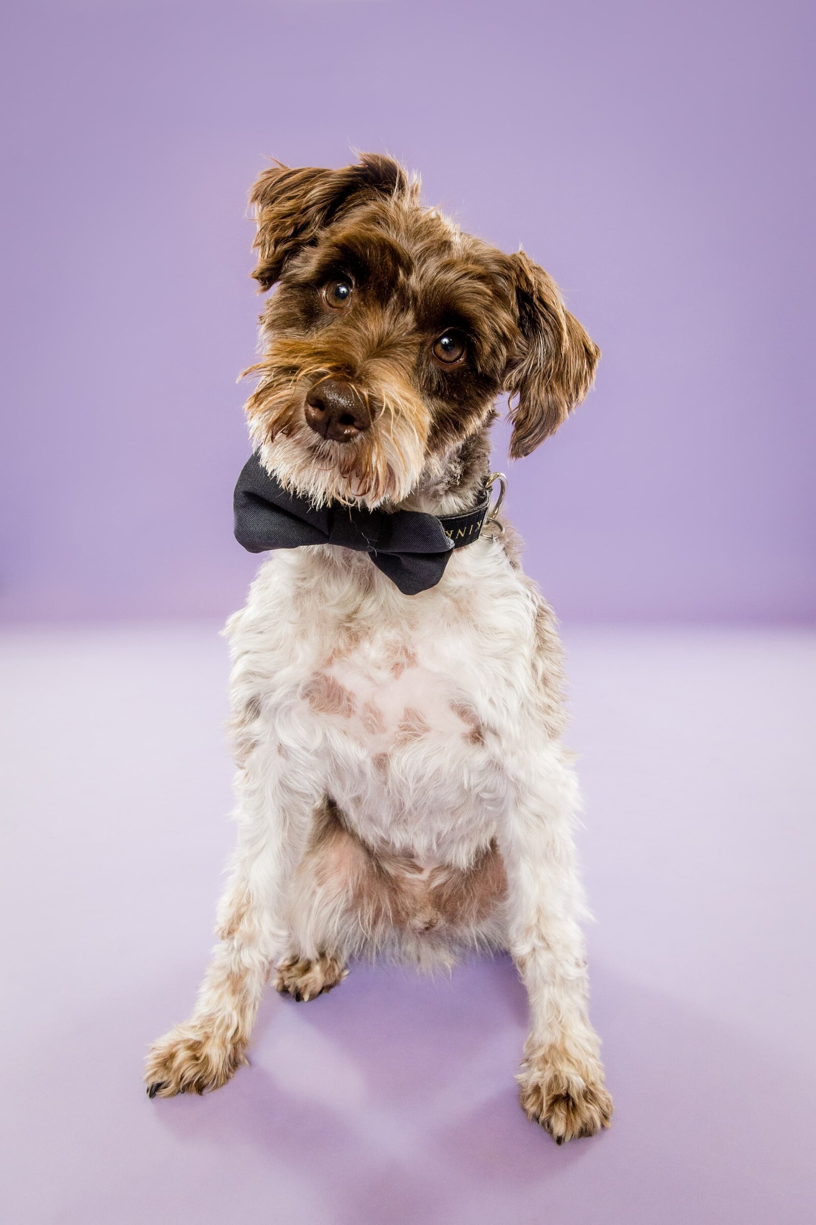 The Beloved Pup Photo Studio - Birmingham, Alabama Commercial Dog Photographer 42