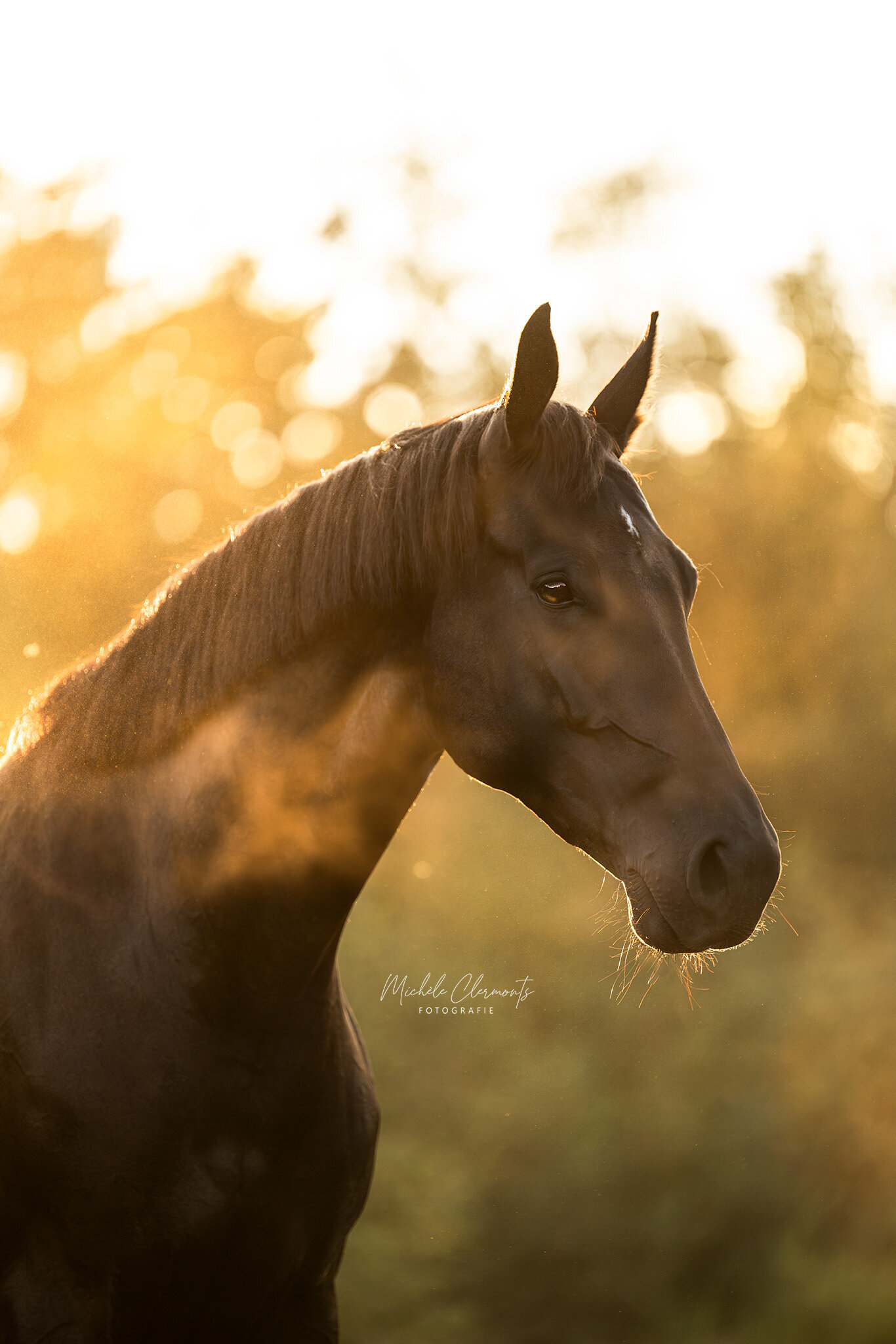 DSC_6929-paardenfotograaf-michele-clermonts-fotografie