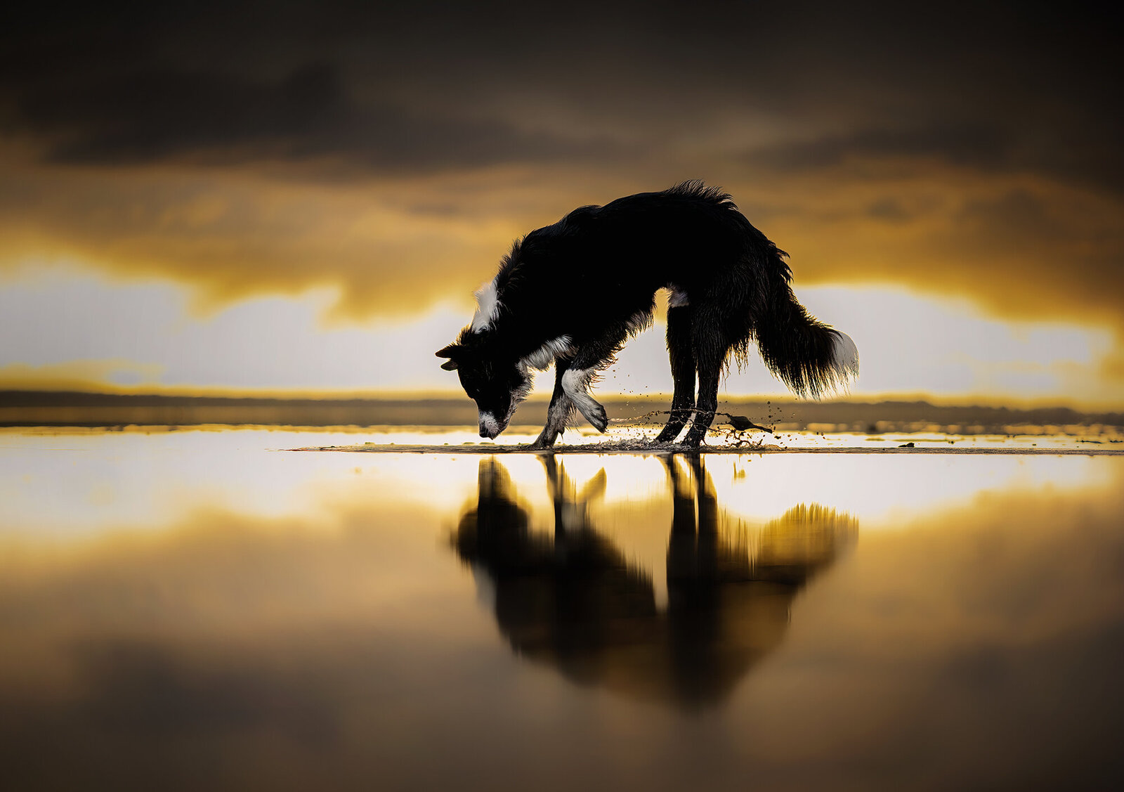 Pets-through-the-Lens-Photography-Sunset-Fine-Art-Dog-Portrait