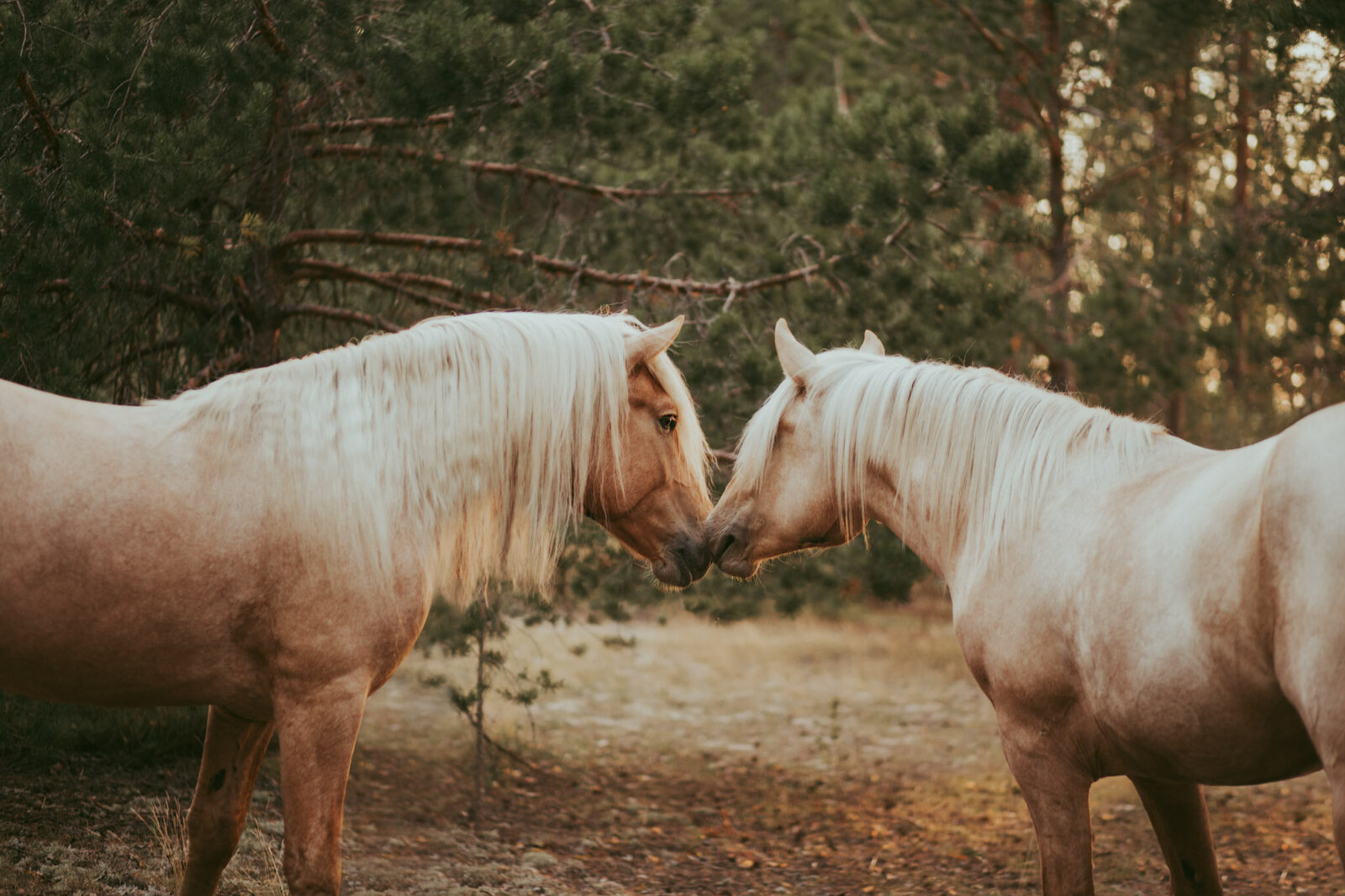 Finnhorse-stallions-photographed-in-Finland