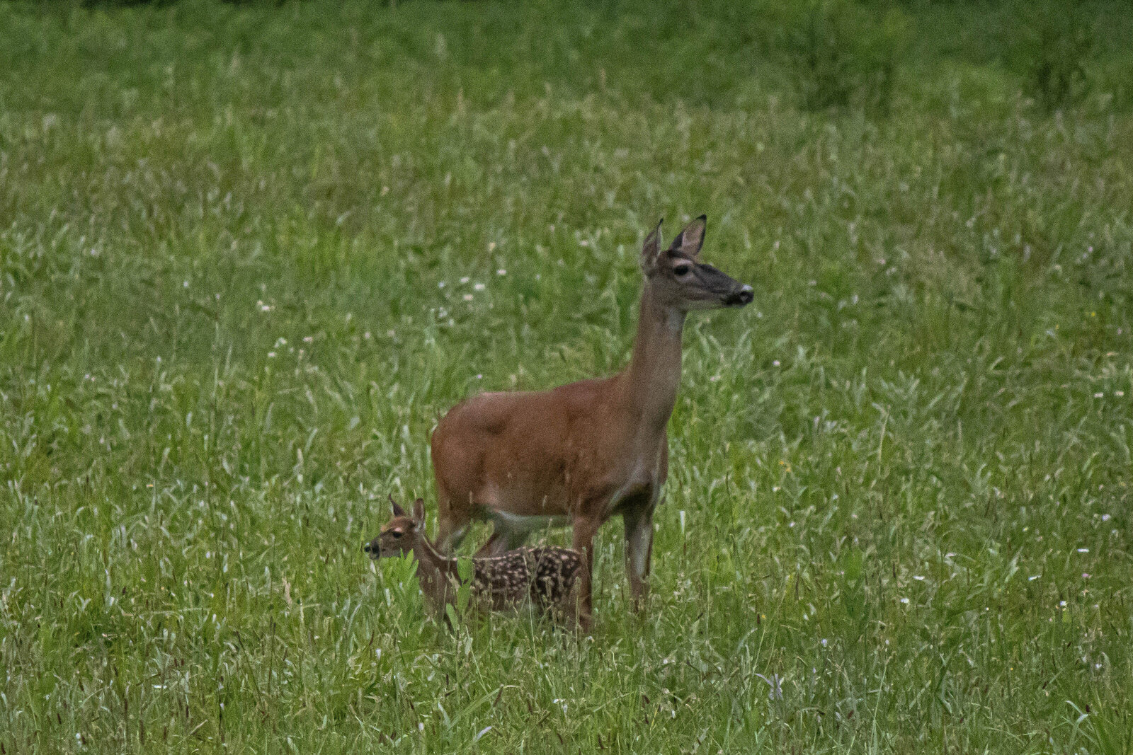 Great Smoky Mountain Momma and baby deer_Beastbird Media