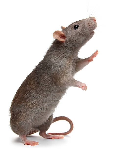 istockphoto-466228043-612x612
