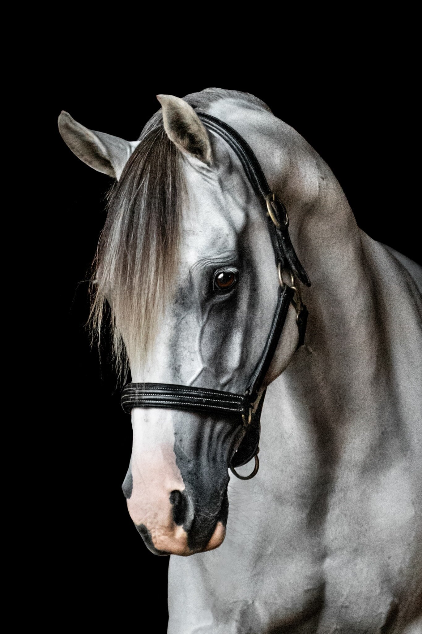 (6). Ebenezer Grey Horse Photoshoot Half Steps Photography