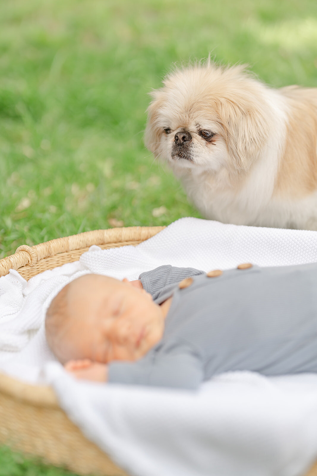 dog looking at baby during outdoor newborn picture in South Riding, VA