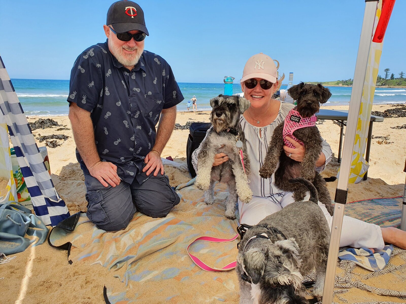 farmstay-dogs-schnoodle-breeders-schnoodle-puppies-nsw6