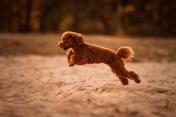 Een diervriendelijke fotoshoot met je hond 