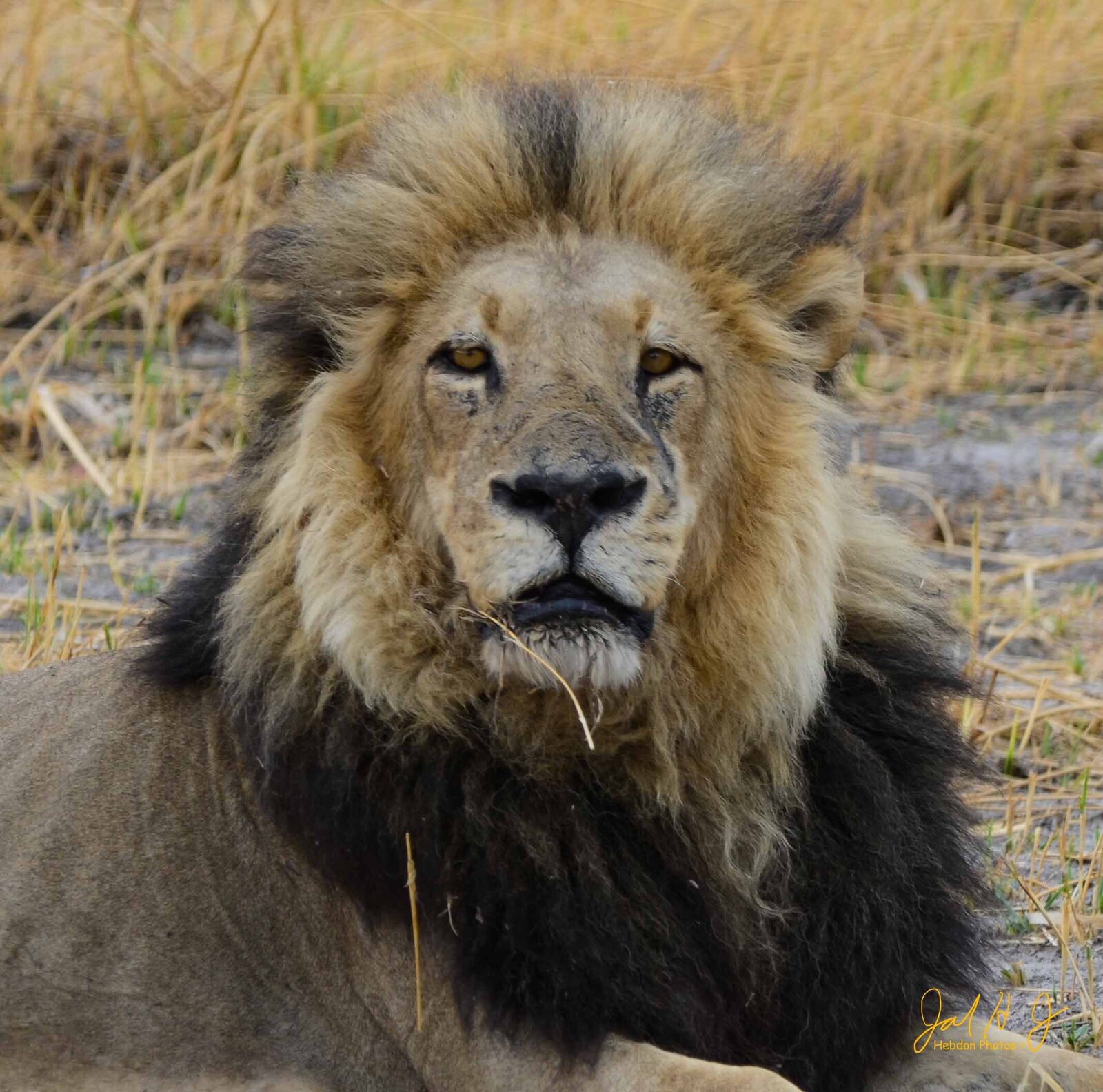 2013 Lion