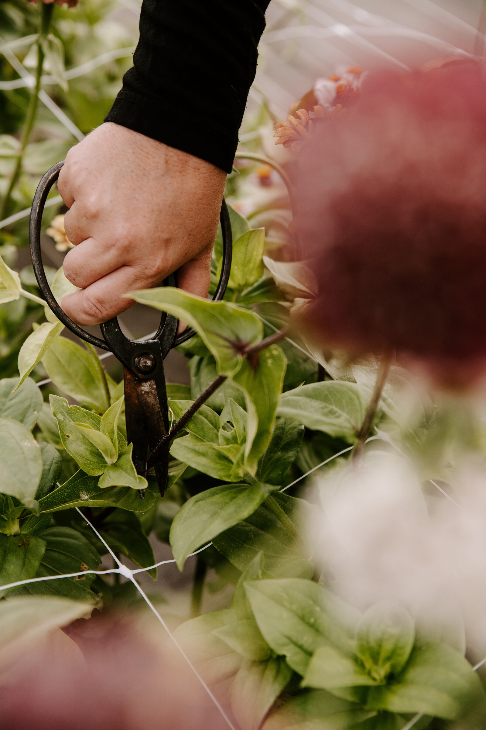 classesflorale_worshop_fermeflorale_3