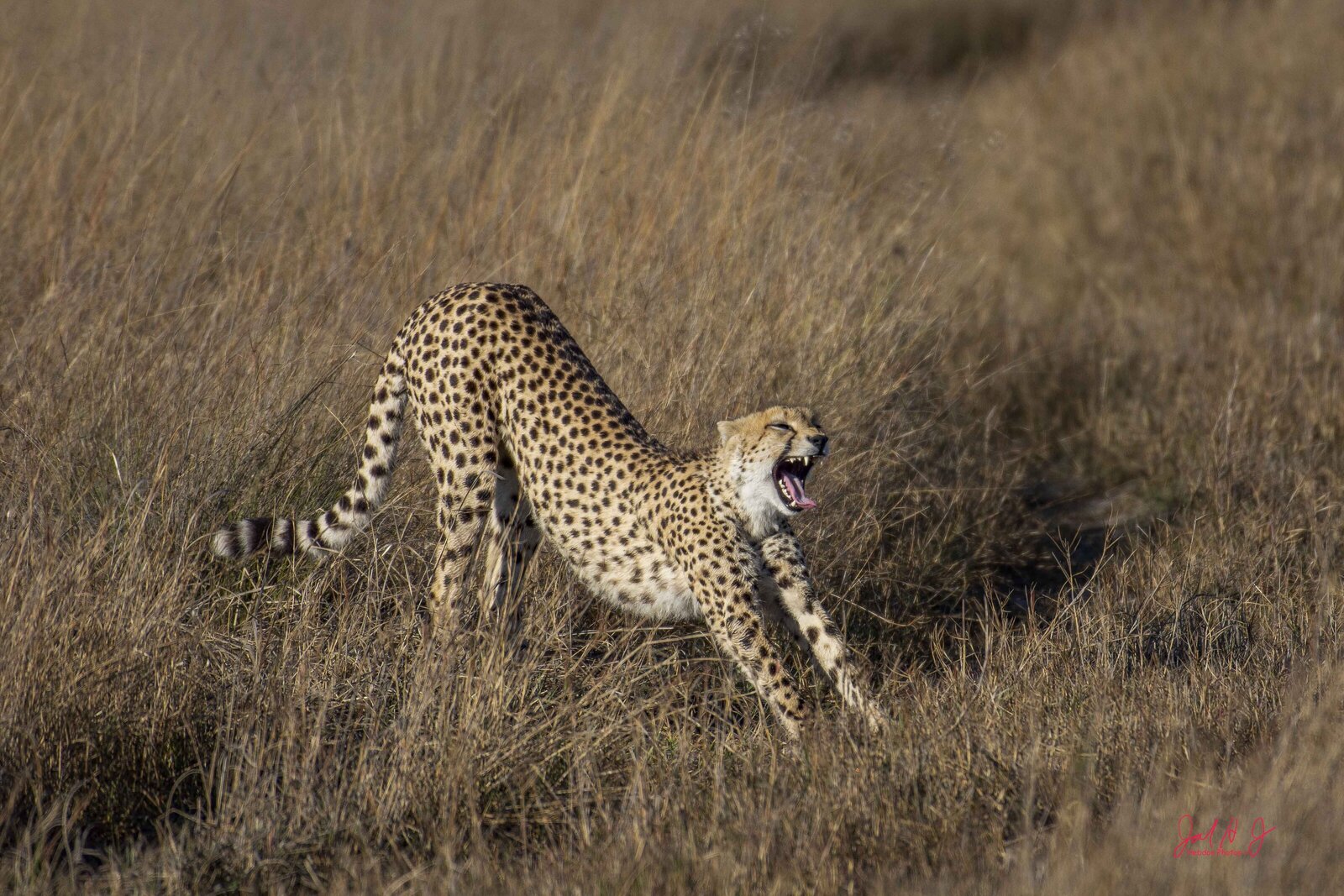2017 Cheeta (2)