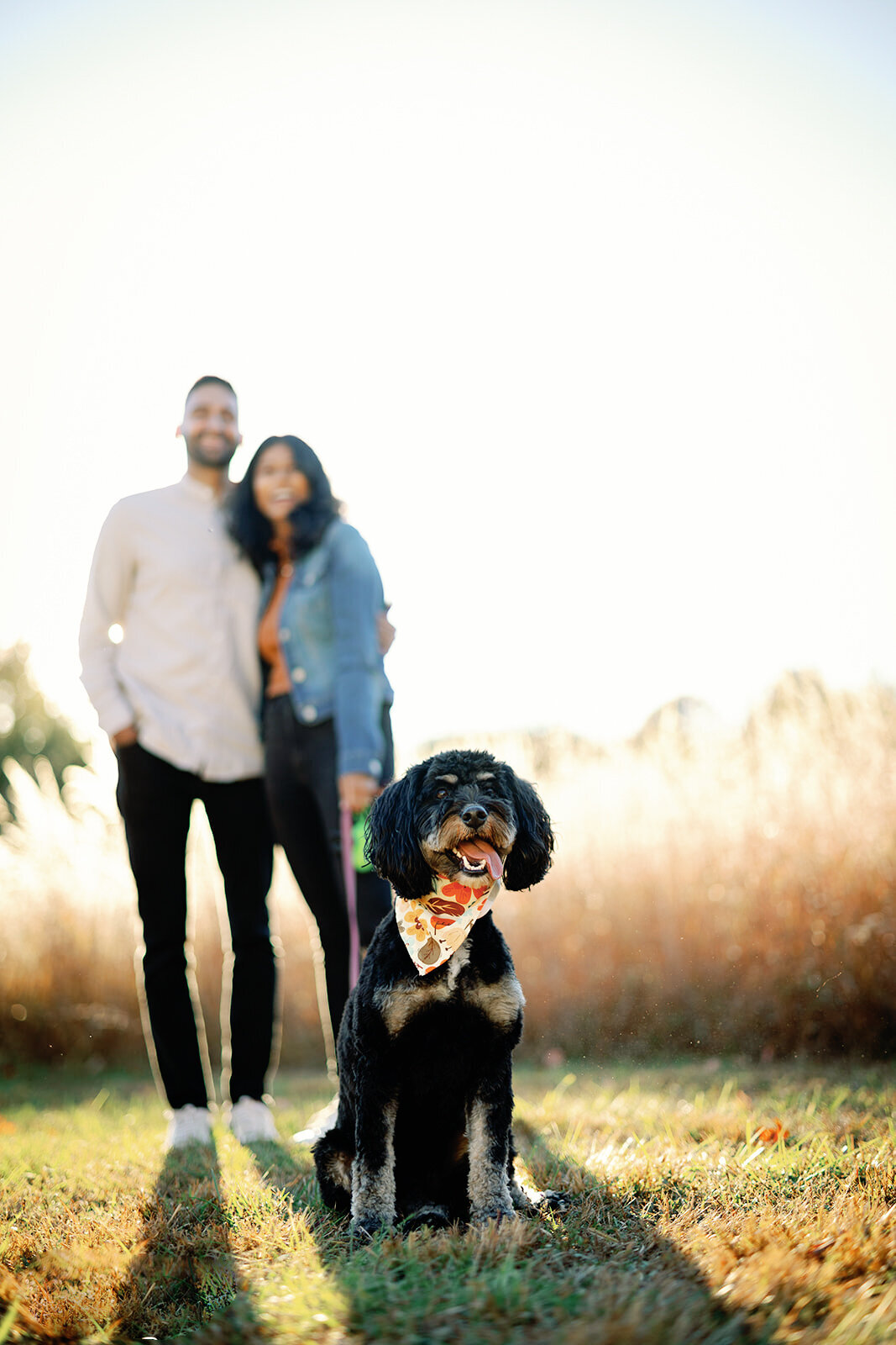 "A cheerful portrait of a black dog wearing a colorful bandana, sitting in a sunlit field, with a smiling couple blurred in the background."