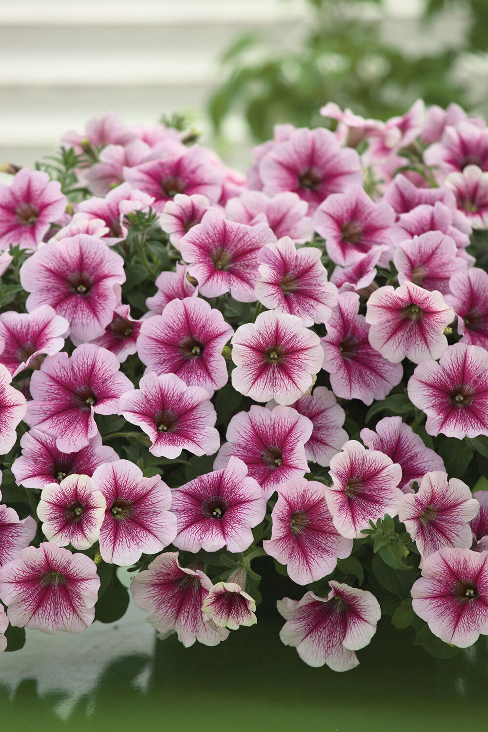 Petunia-Spreading-Opera-Supreme-Raspberry-Ice-1